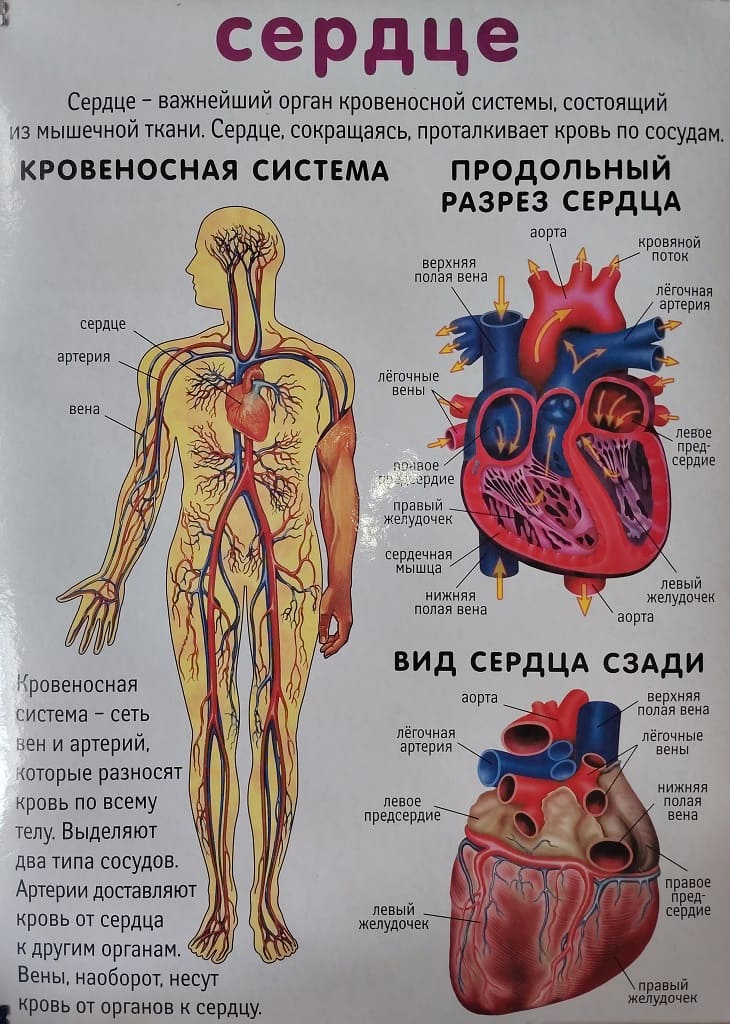 Плакат двухсторонний "Дыхание / Сердце" (48х68см, лам.)