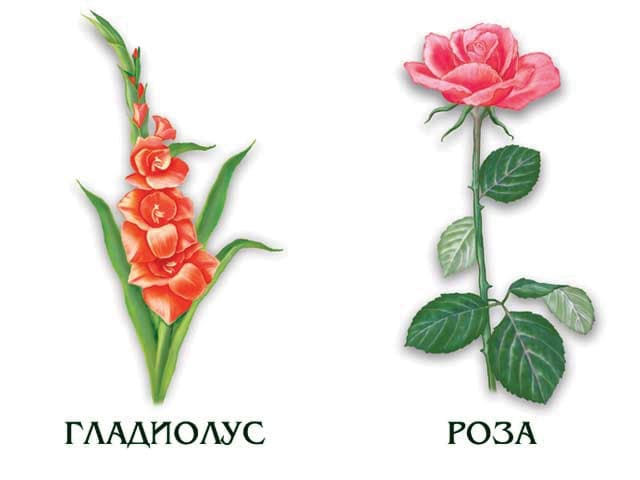 Демонстрационный материал "Цветы"