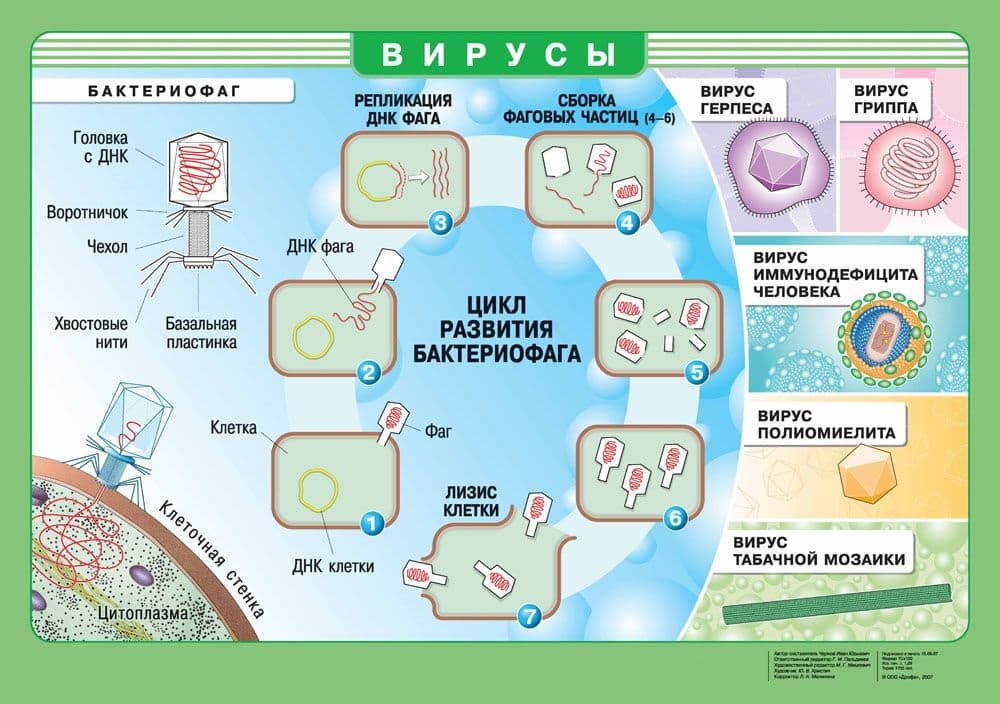 Плакат "Вирусы / Метаболизм" (70х100см, лам.)