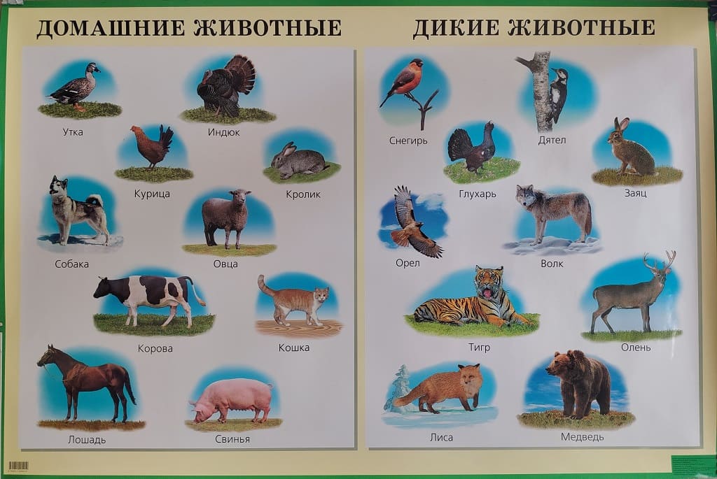 Плакат "Дикие и домашние животные" (60х90см, лам.)