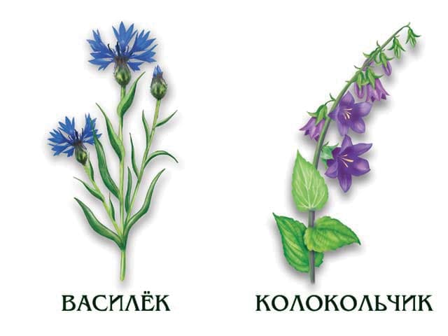 Демонстрационный материал "Цветы"