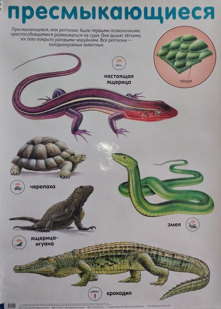 Плакат двухсторонний "Пресмыкающиеся / Ящерица" (48х68см, лам.)