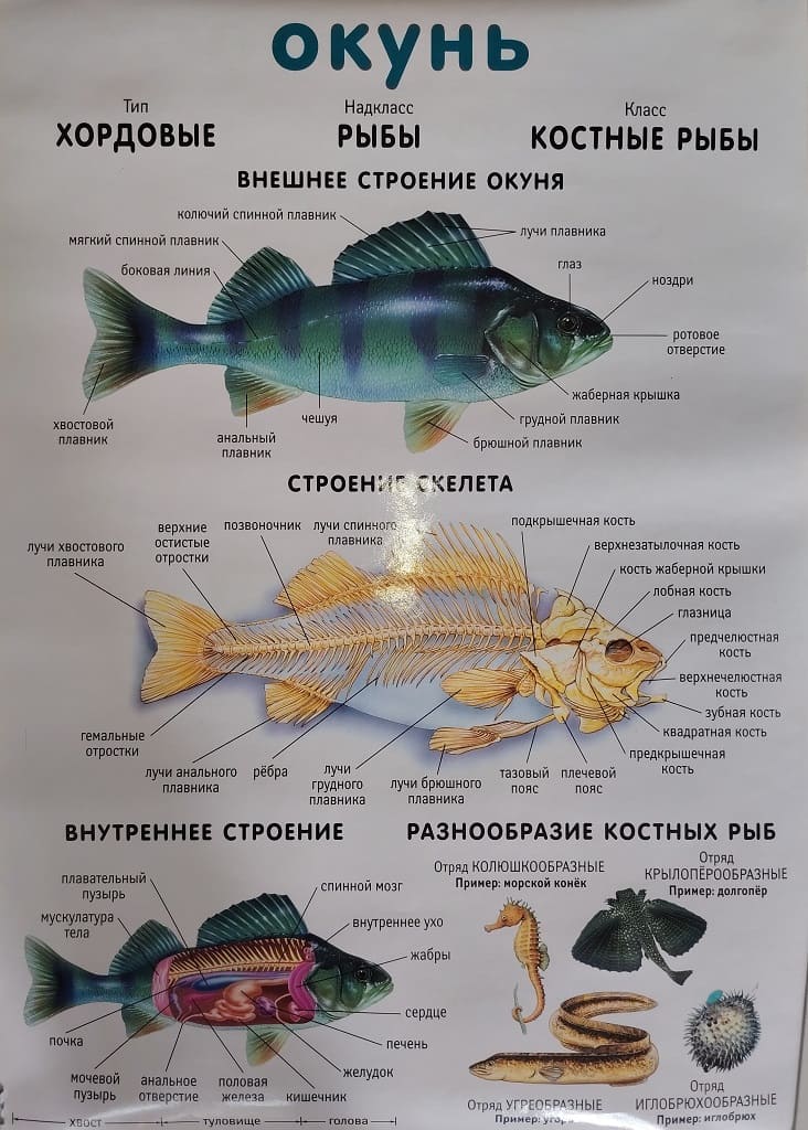 Плакат двухсторонний "Окунь / Лягушка" (48х68см, лам.)