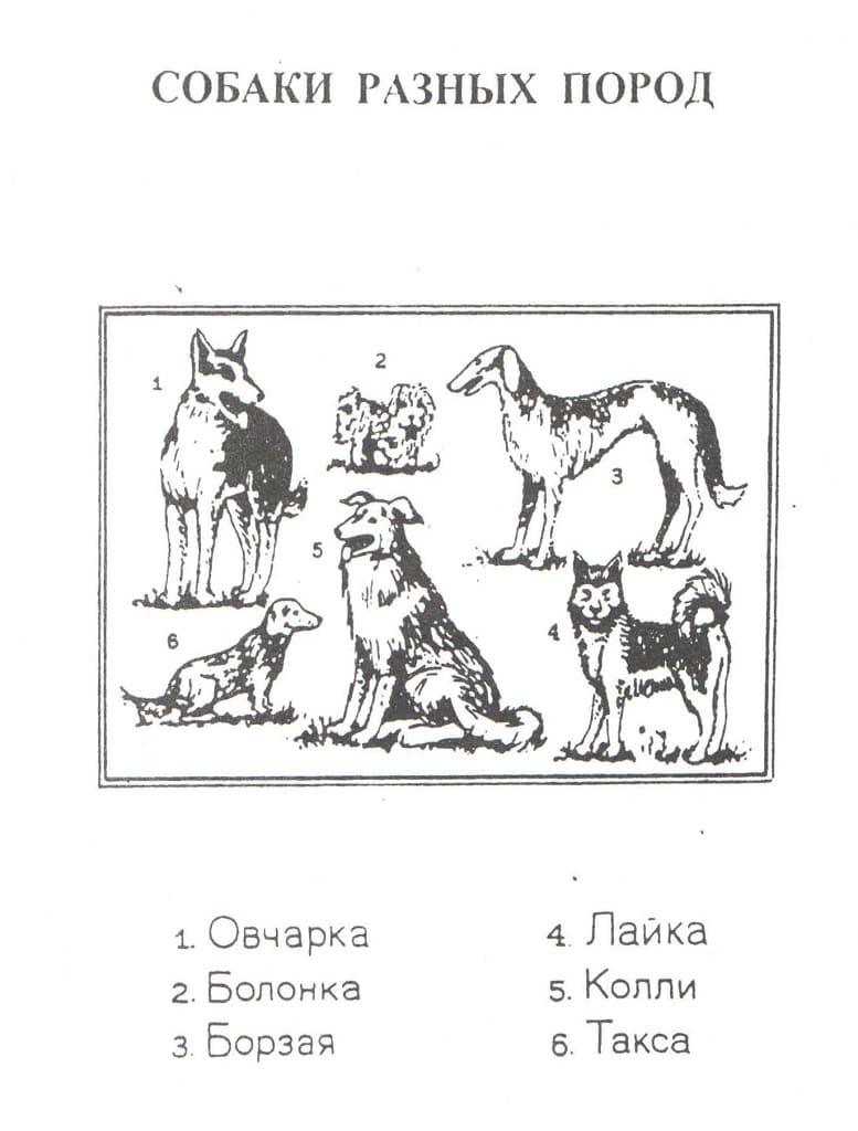 Комплект таблиц "Домашние животные" (13 шт., 60х44см)