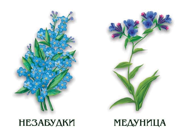 Демонстрационный материал "Цветы"