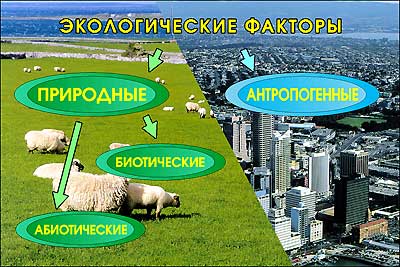 Слайд-альбом "Экология" (100 слайдов + методичка)