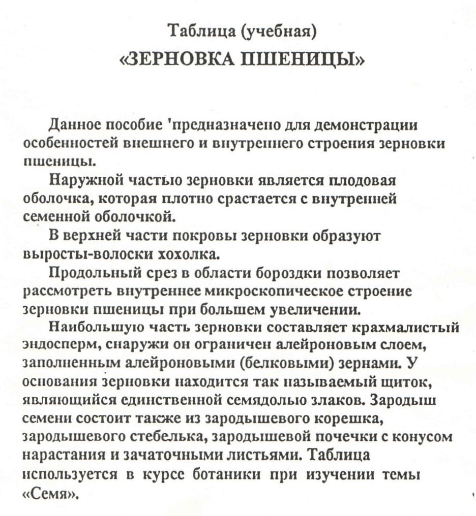Таблица учебная "Зерновка пшеницы" (40х60см, картон)