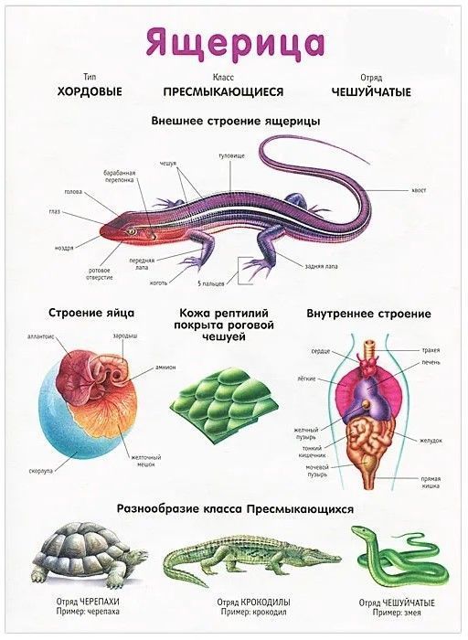 Плакат двухсторонний "Пресмыкающиеся / Ящерица" (48х68см, лам.)