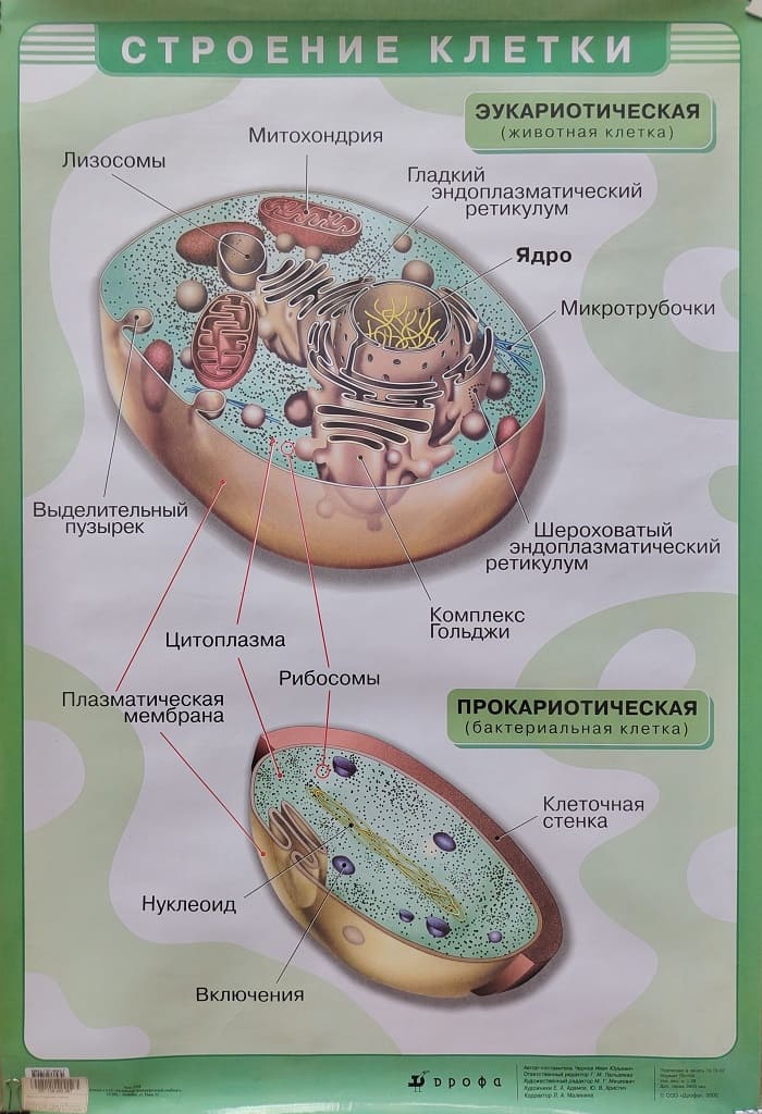 Плакат "Строение клетки" (65х93см, лам.)