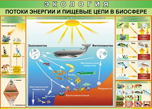 Комплект таблиц "Экология" (9 шт., 70х100см, винил)