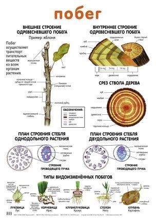 Плакат двухсторонний "Побег / Лист" (48х68см, лам.)