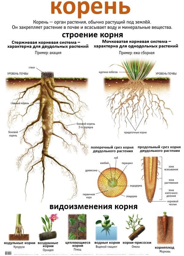 Плакат двухсторонний "Корень / Прорастание семян" (48х68см, лам.)