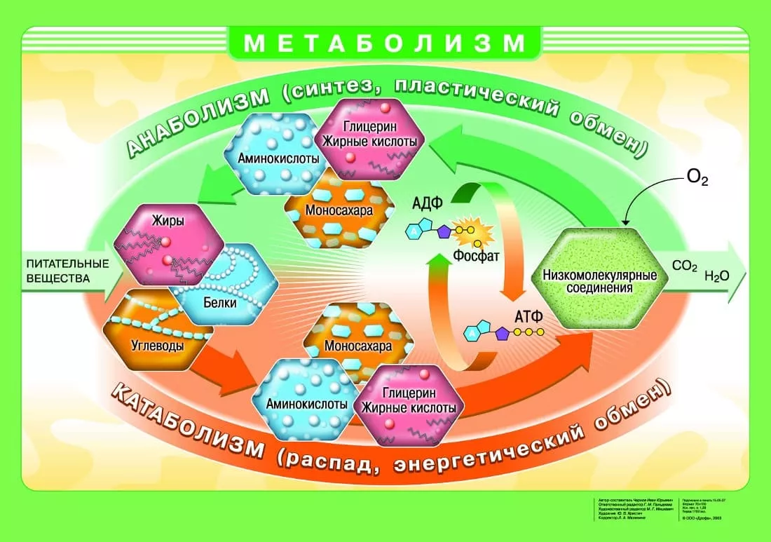 Плакат двухсторонний "Вирусы / Метаболизм" (65х93см, лам.)