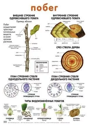 Плакат двухсторонний "Побег / Лист" (48х68см, лам.)