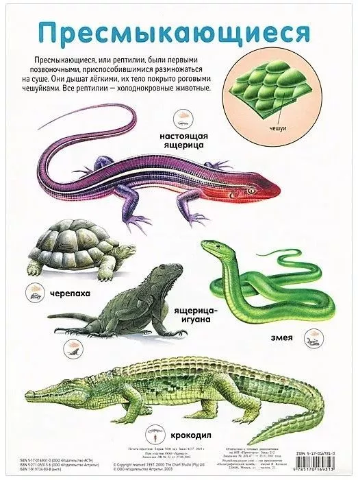 Плакат двухсторонний "Пресмыкающиеся / Ящерица" (48х68см, лам.)