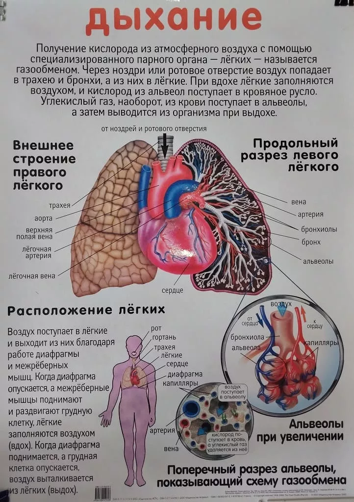 Плакат двухсторонний "Дыхание / Сердце" (48х68см, лам.)
