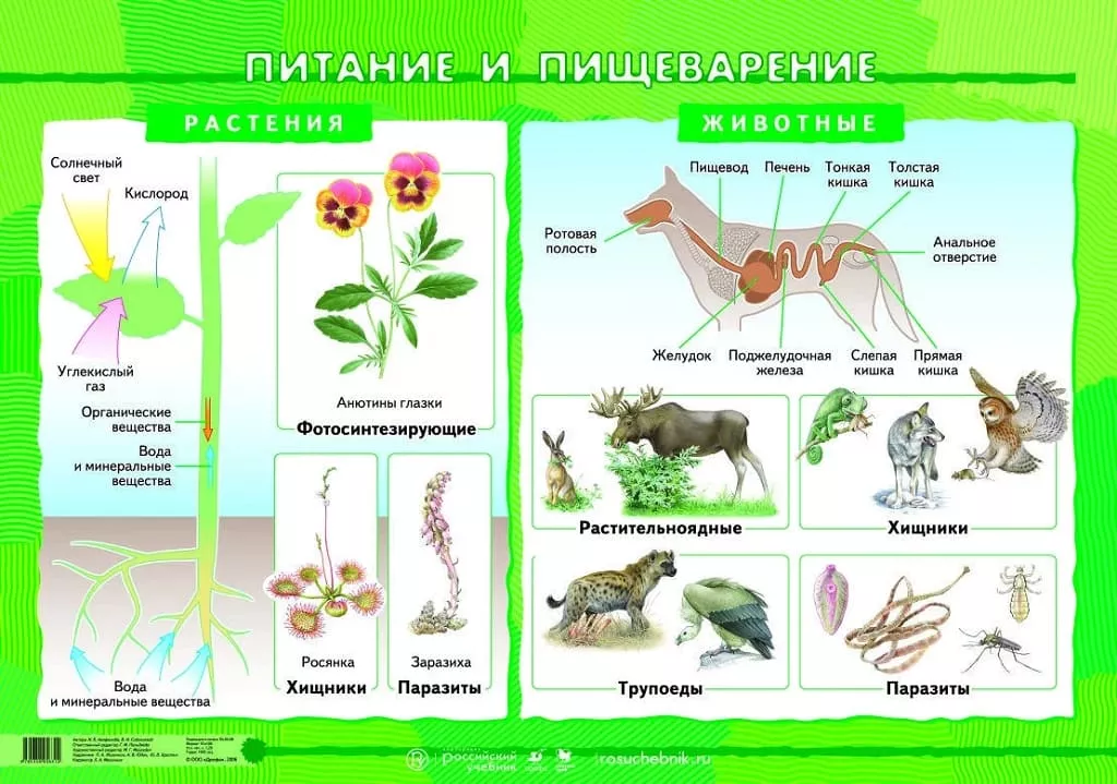 Плакат двухсторонний "Питание и пищеварение / Скелет - опора организма" (65х93см, лам.)