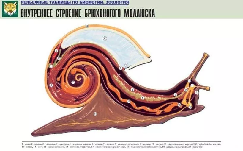 Плакат "Внутреннее строение брюхоногого моллюска" (картон, 84х56см)